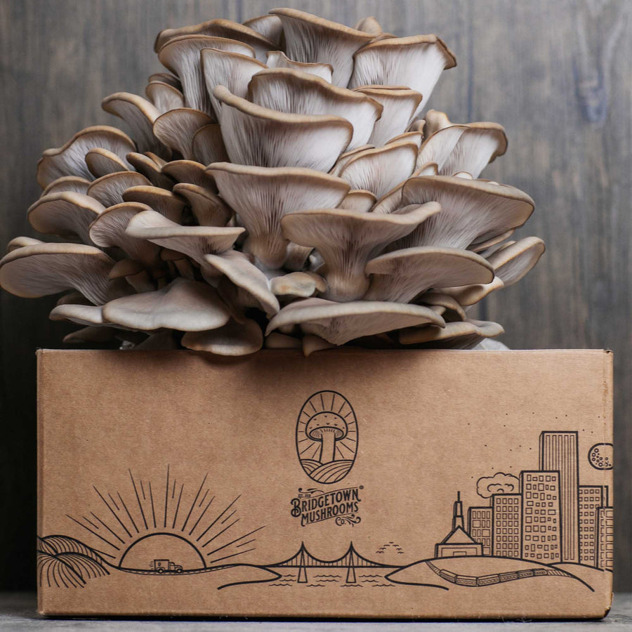 Mushroom Grow Kits - by Bridgetown Mushrooms C1